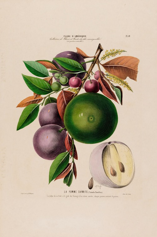 Flore d’Amérique, dessinée d’après nature sur les lieux Pl.059
