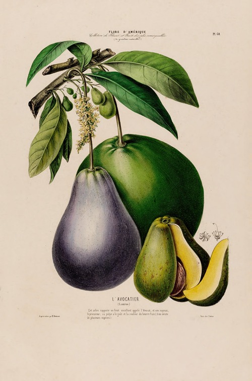 Flore d’Amérique, dessinée d’après nature sur les lieux Pl.060