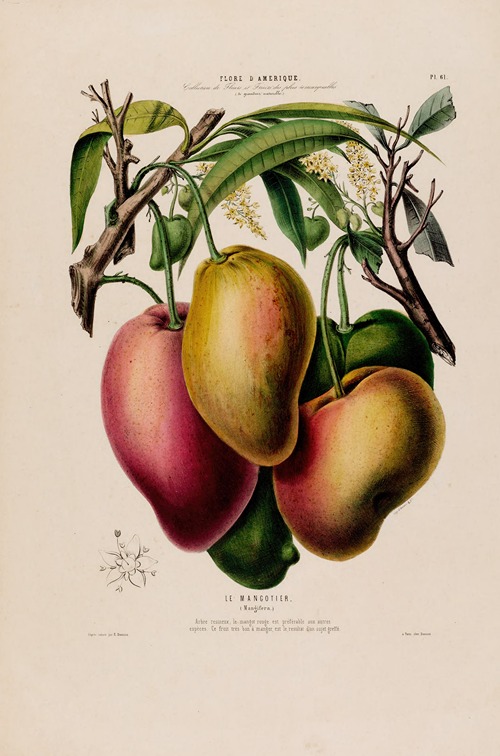 Flore d’Amérique, dessinée d’après nature sur les lieux Pl.061