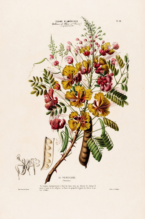 Flore d’Amérique, dessinée d’après nature sur les lieux Pl.062