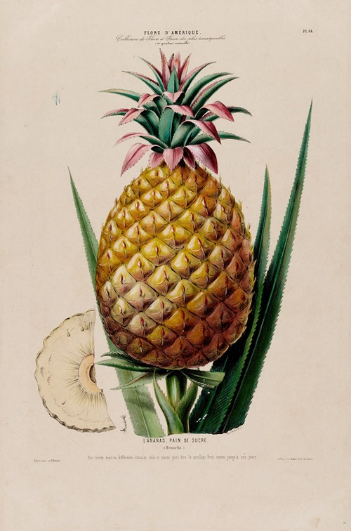 Flore d’Amérique, dessinée d’après nature sur les lieux Pl.064