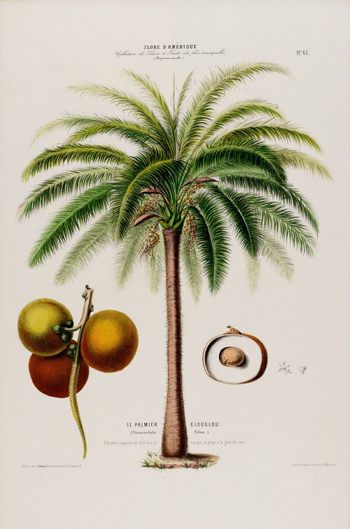 Flore d’Amérique, dessinée d’après nature sur les lieux Pl.065