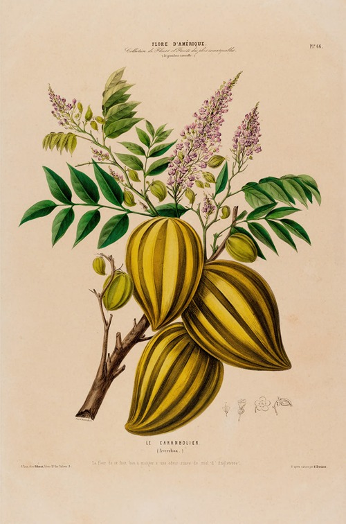 Flore d’Amérique, dessinée d’après nature sur les lieux Pl.066