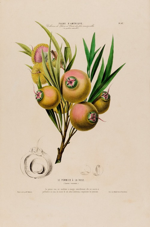Flore d’Amérique, dessinée d’après nature sur les lieux Pl.067