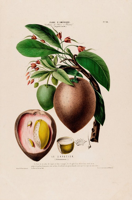 Flore d’Amérique, dessinée d’après nature sur les lieux Pl.068