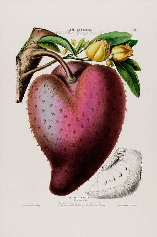Flore d’Amérique, dessinée d’après nature sur les lieux Pl.071