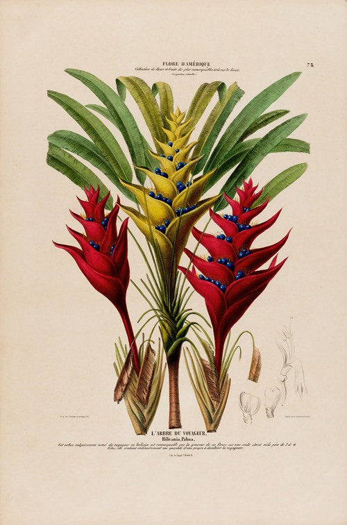 Flore d’Amérique, dessinée d’après nature sur les lieux Pl.075