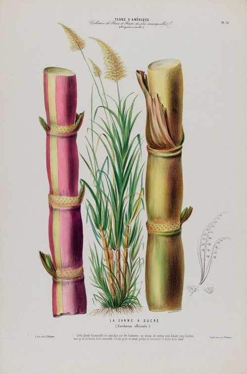 Flore d’Amérique, dessinée d’après nature sur les lieux Pl.078