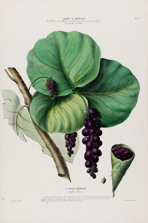 Flore d’Amérique, dessinée d’après nature sur les lieux Pl.084