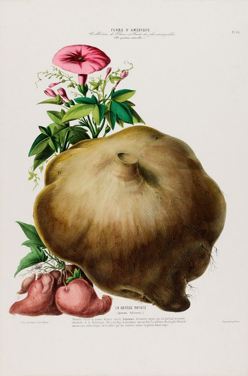 Flore d’Amérique, dessinée d’après nature sur les lieux Pl.085