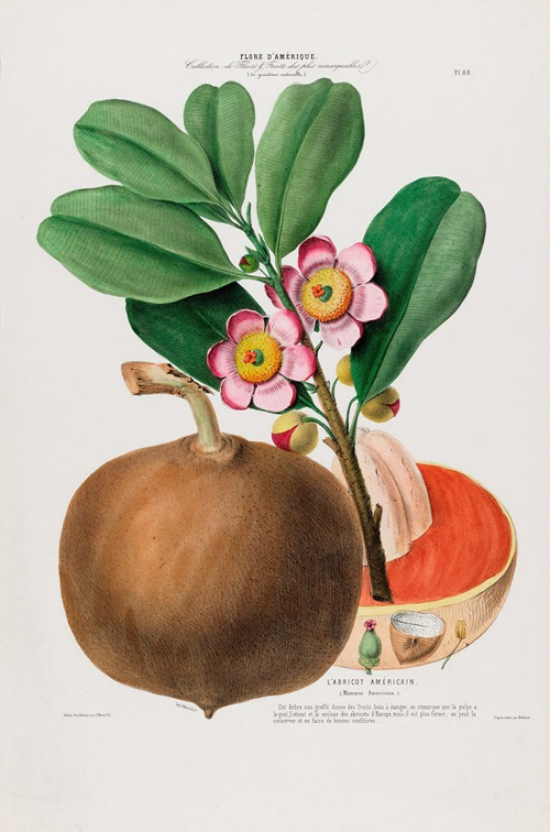 Flore d’Amérique, dessinée d’après nature sur les lieux Pl.088