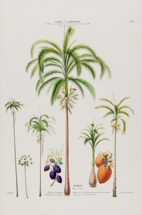 Flore d’Amérique, dessinée d’après nature sur les lieux Pl.089
