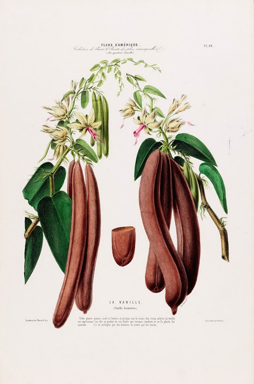 Flore d’Amérique, dessinée d’après nature sur les lieux Pl.094