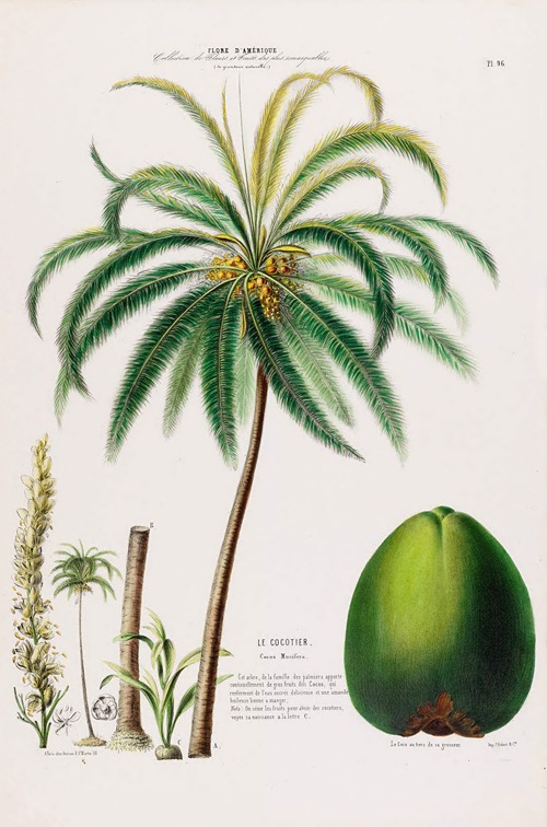 Flore d’Amérique, dessinée d’après nature sur les lieux Pl.096