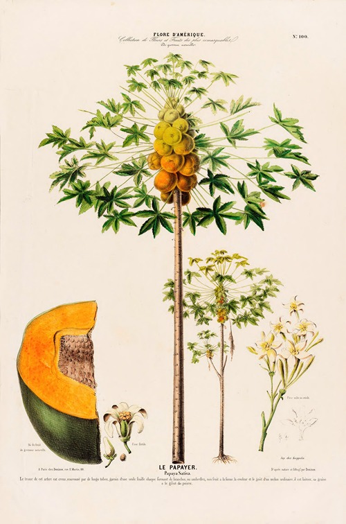 Flore d’Amérique, dessinée d’après nature sur les lieux Pl.100