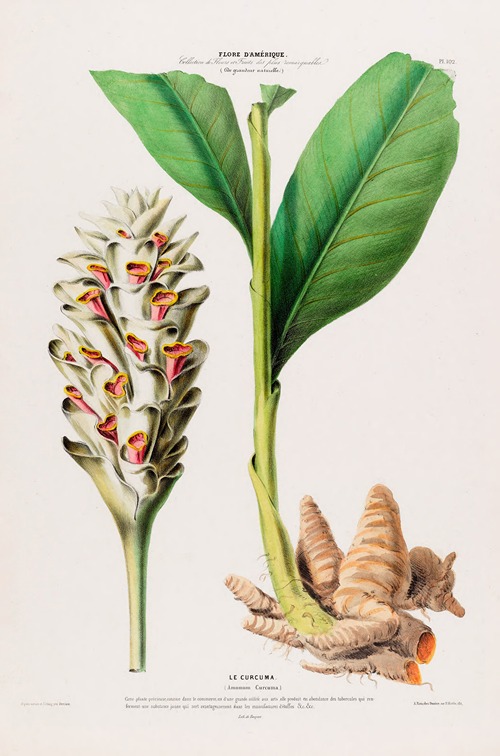 Flore d’Amérique, dessinée d’après nature sur les lieux Pl.102