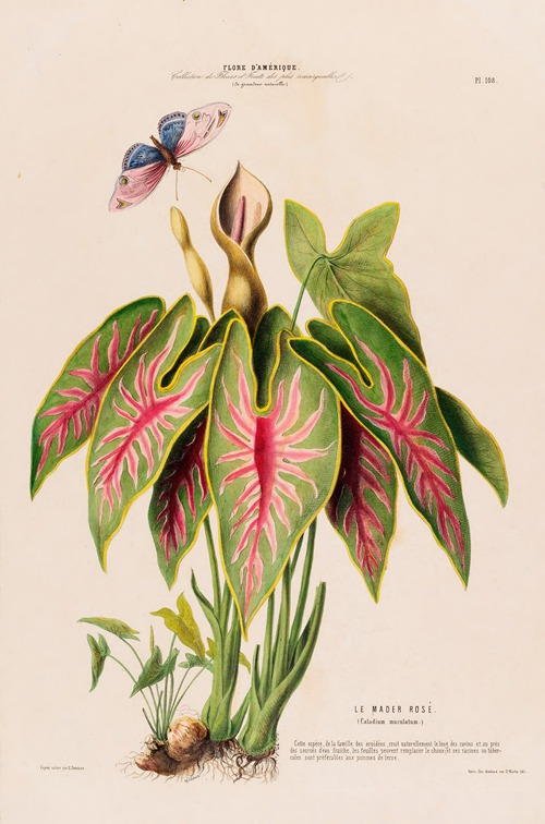 Flore d’Amérique, dessinée d’après nature sur les lieux Pl.108
