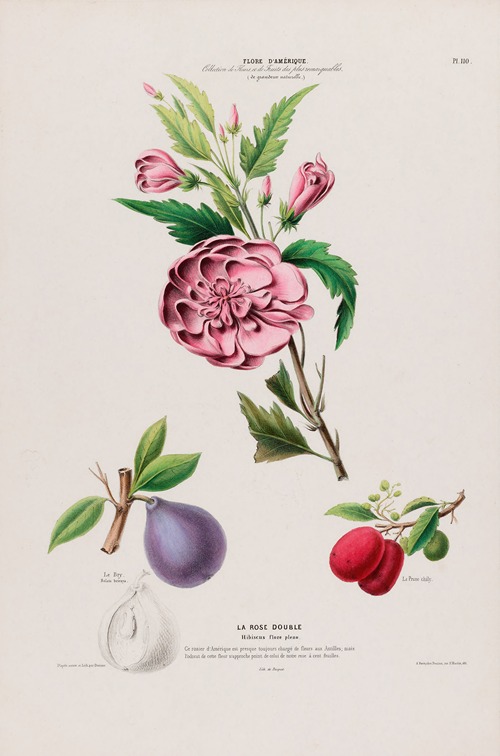 Flore d’Amérique, dessinée d’après nature sur les lieux Pl.110