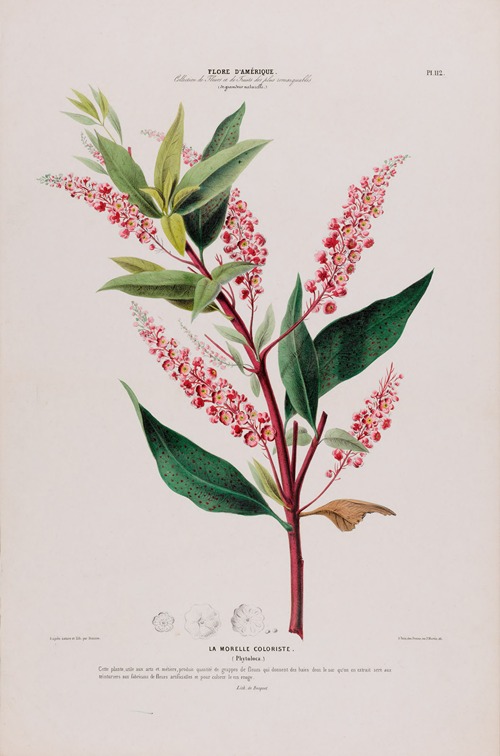 Flore d’Amérique, dessinée d’après nature sur les lieux Pl.112