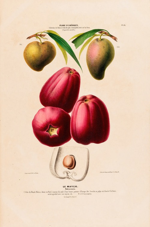 Flore d’Amérique, dessinée d’après nature sur les lieux Pl.113
