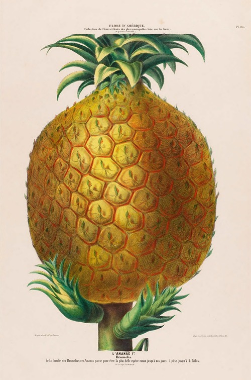 Flore d’Amérique, dessinée d’après nature sur les lieux Pl.114