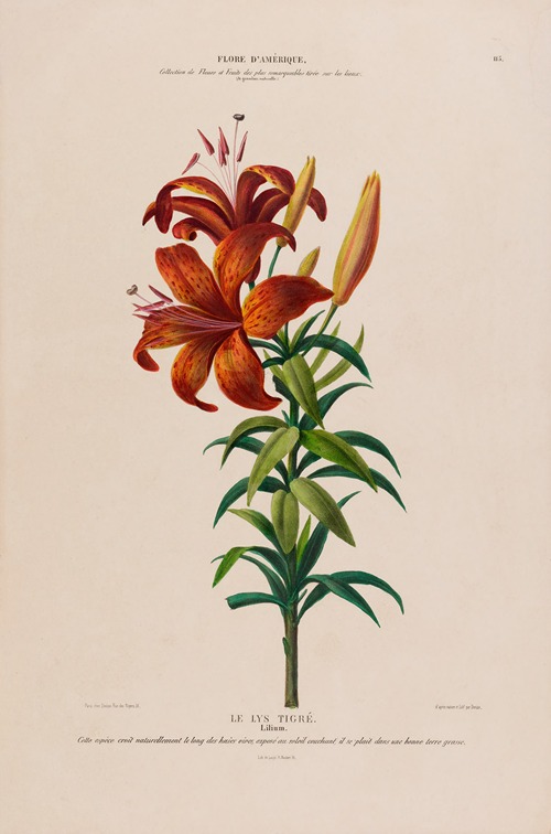 Flore d’Amérique, dessinée d’après nature sur les lieux Pl.115