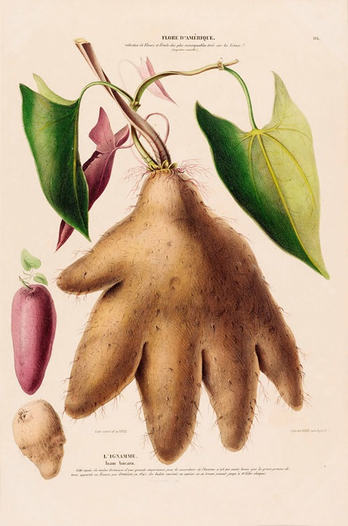 Flore d’Amérique, dessinée d’après nature sur les lieux Pl.116
