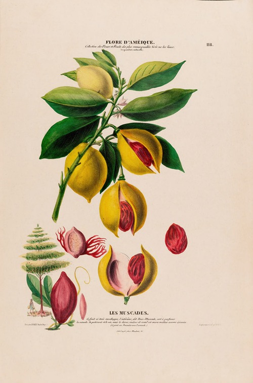 Flore d’Amérique, dessinée d’après nature sur les lieux Pl.118
