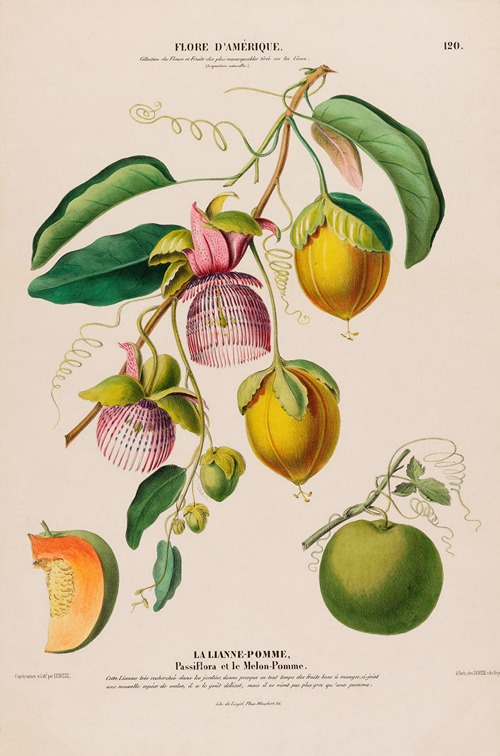 Flore d’Amérique, dessinée d’après nature sur les lieux Pl.120