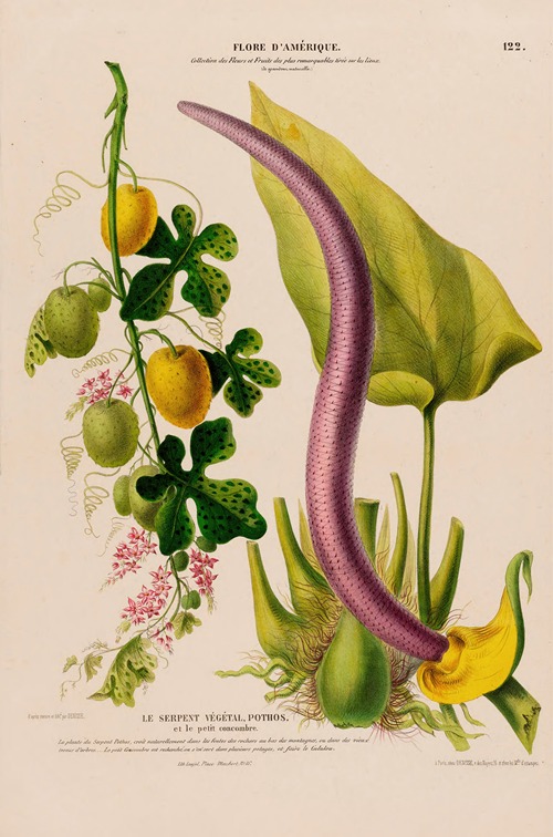 Flore d’Amérique, dessinée d’après nature sur les lieux Pl.122