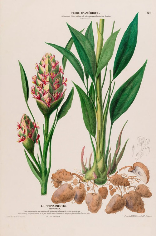 Flore d’Amérique, dessinée d’après nature sur les lieux Pl.125