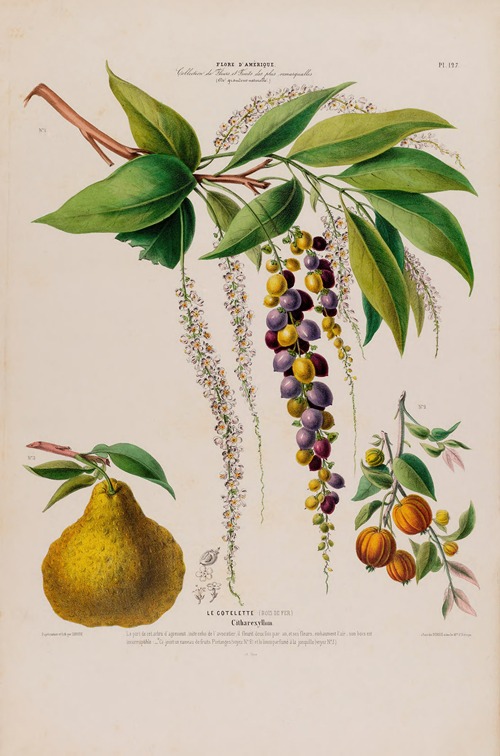 Flore d’Amérique, dessinée d’après nature sur les lieux Pl.127