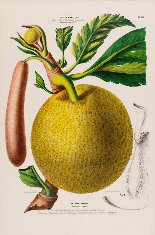 Flore d’Amérique, dessinée d’après nature sur les lieux Pl.129