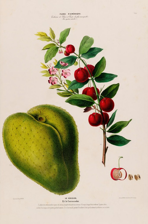 Flore d’Amérique, dessinée d’après nature sur les lieux Pl.131