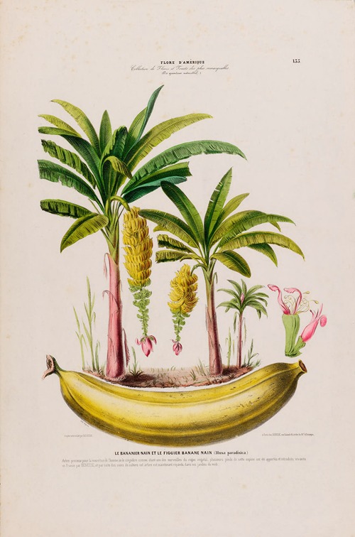 Flore d’Amérique, dessinée d’après nature sur les lieux Pl.133