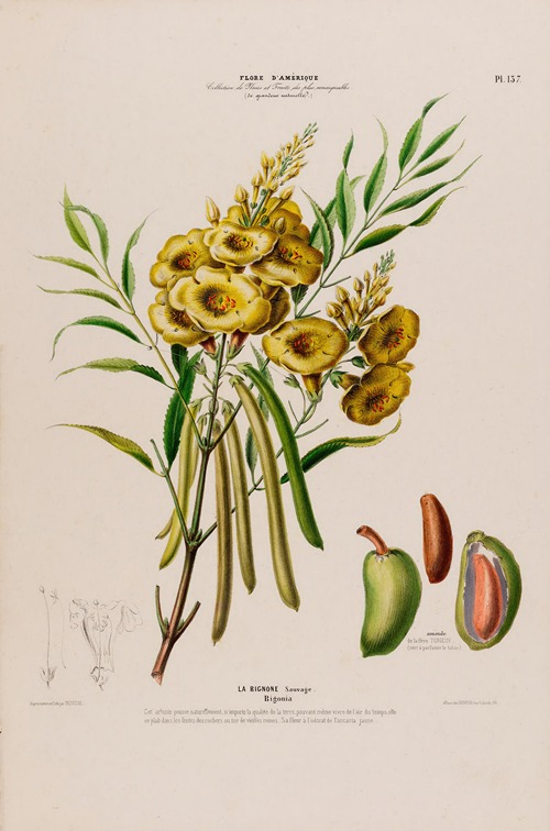 Flore d’Amérique, dessinée d’après nature sur les lieux Pl.137