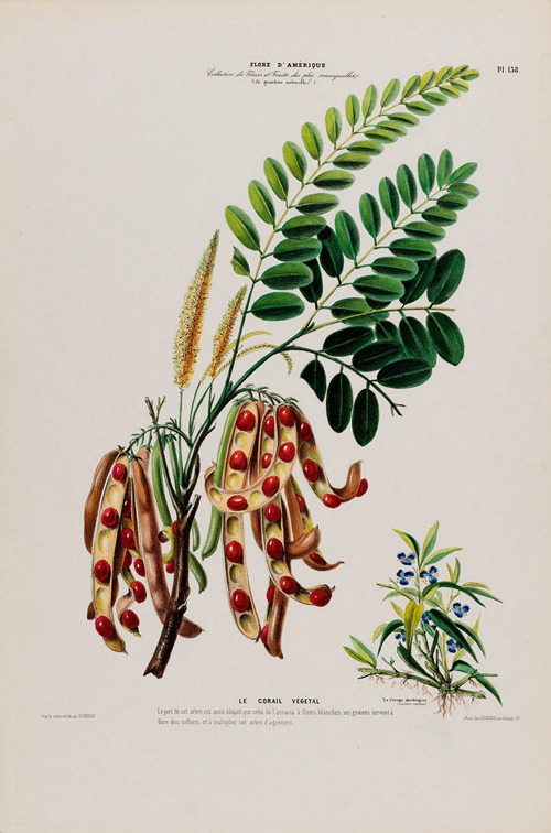Flore d’Amérique, dessinée d’après nature sur les lieux Pl.138