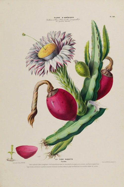 Flore d’Amérique, dessinée d’après nature sur les lieux Pl.140