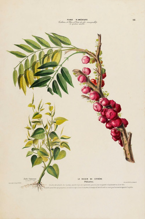 Flore d’Amérique, dessinée d’après nature sur les lieux Pl.141