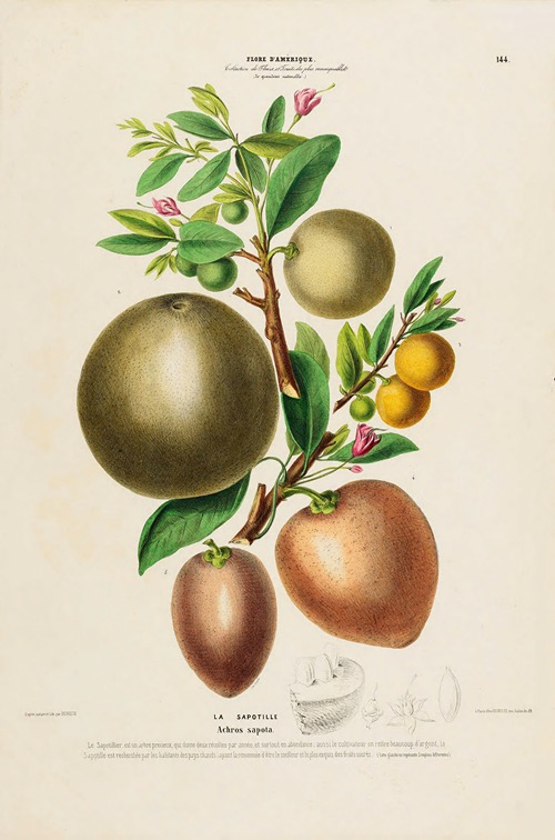 Flore d’Amérique, dessinée d’après nature sur les lieux Pl.144