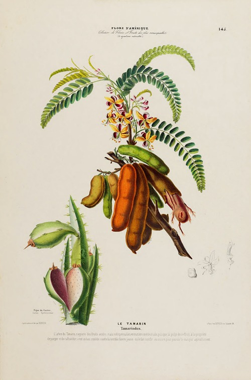 Flore d’Amérique, dessinée d’après nature sur les lieux Pl.145