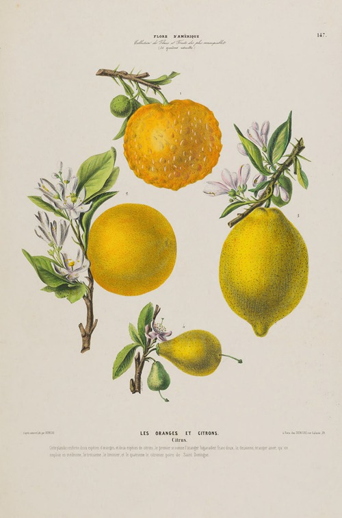Flore d’Amérique, dessinée d’après nature sur les lieux Pl.147