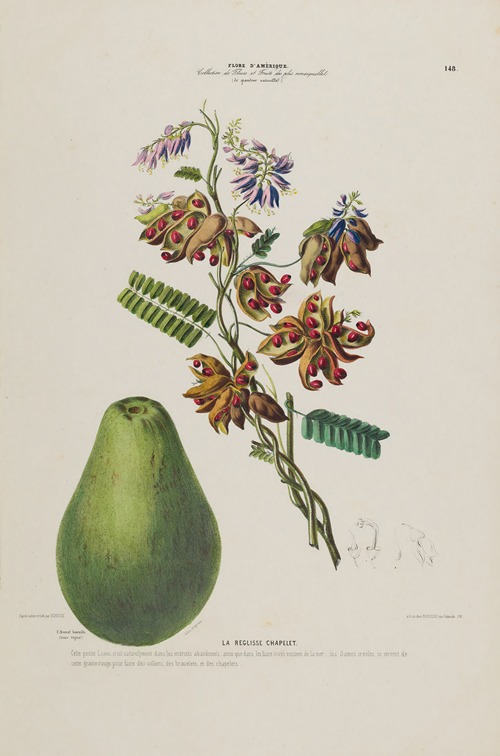 Flore d’Amérique, dessinée d’après nature sur les lieux Pl.148