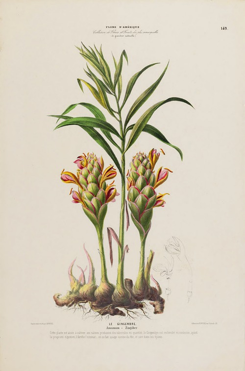 Flore d’Amérique, dessinée d’après nature sur les lieux Pl.149