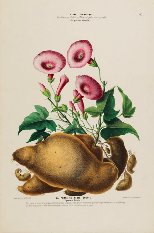 Flore d’Amérique, dessinée d’après nature sur les lieux Pl.163