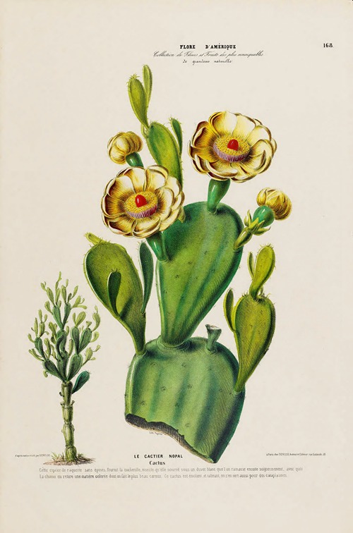 Flore d’Amérique, dessinée d’après nature sur les lieux Pl.168