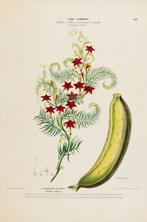 Flore d’Amérique, dessinée d’après nature sur les lieux Pl.169