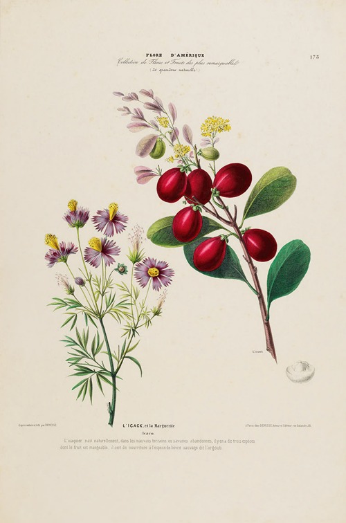 Flore d’Amérique, dessinée d’après nature sur les lieux Pl.173