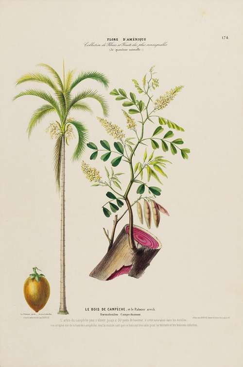 Flore d’Amérique, dessinée d’après nature sur les lieux Pl.174