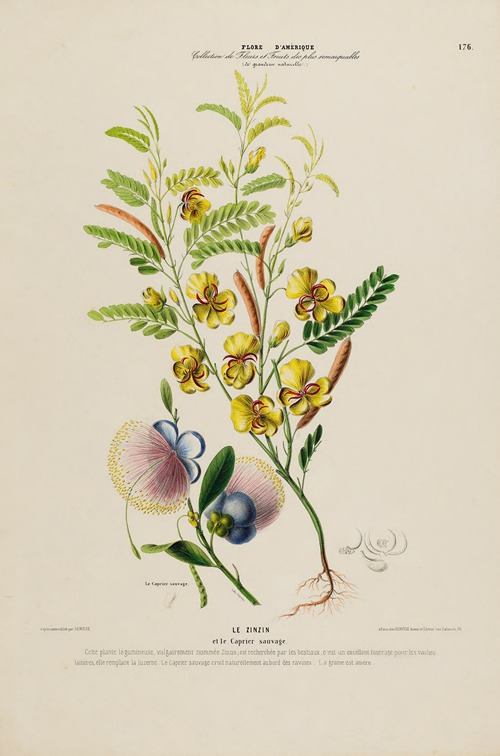 Flore d’Amérique, dessinée d’après nature sur les lieux Pl.176